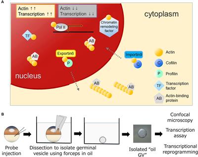 Nuclear Actin in Development and Transcriptional Reprogramming